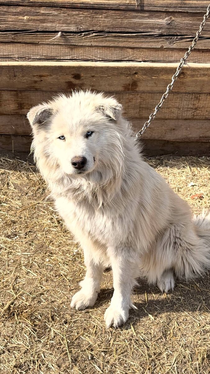 Один из питомцев приюта Ананда. Если кто-то захочет забрать его  домой, пишите, звоните, (тел. указан в конце статьи), узнавайте особенности собачки. Возможна организация доставки питомца в другие регионы.