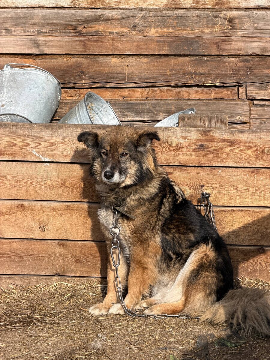 Питомец приюта Ананда, греется на весеннем солнце. Кому понравился пёсик, можно его усыновить и даже забрать в другой регион страны