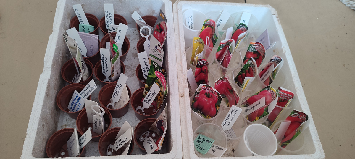 Сегодня я подготовила стаканчики и подписала бирки 