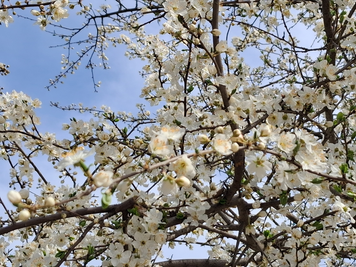 Цветущие деревья источают нежный аромат.