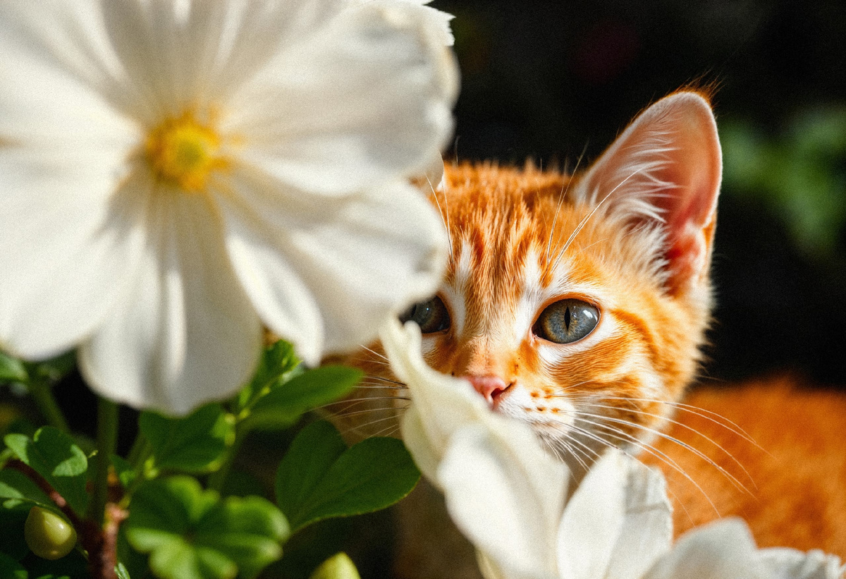 Милый котенок