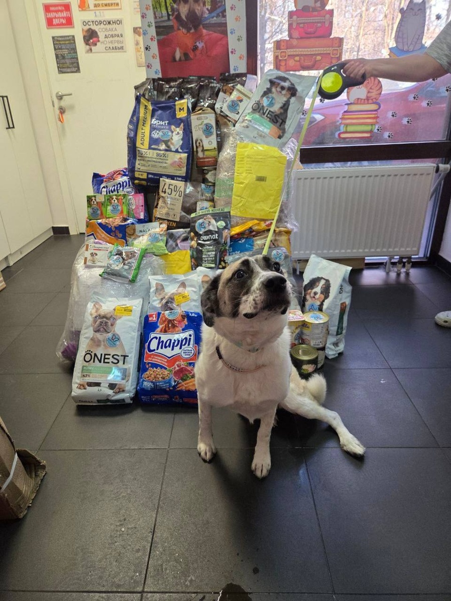 Часть полученной через «Добролап» помощи в январе 2026 года. Да, она тоже попадает в отчеты.