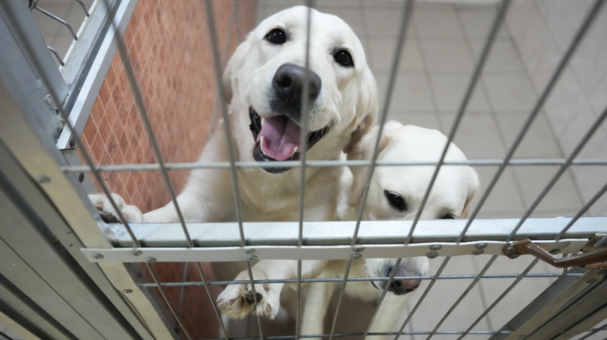    Фото: ИЗВЕСТИЯ/Дмитрий Коротаев