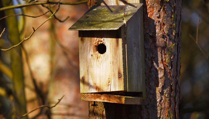 22 марта отмечаются Сорок Сороков: почему нельзя считать ворон и обижать птиц