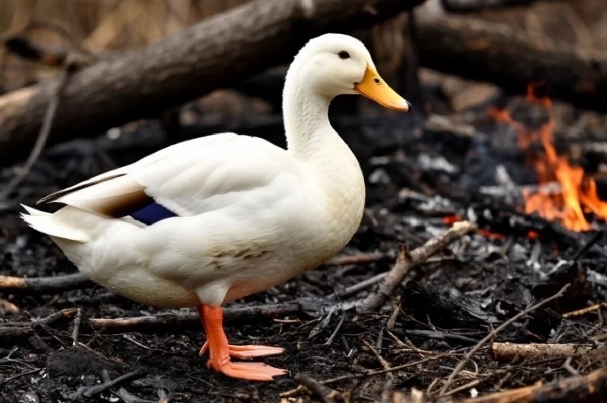    В Саратовской области открывается весенняя охота в субботу