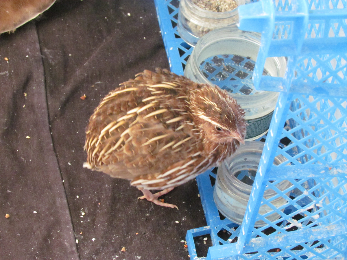 Японский перепел по имени Китайчик