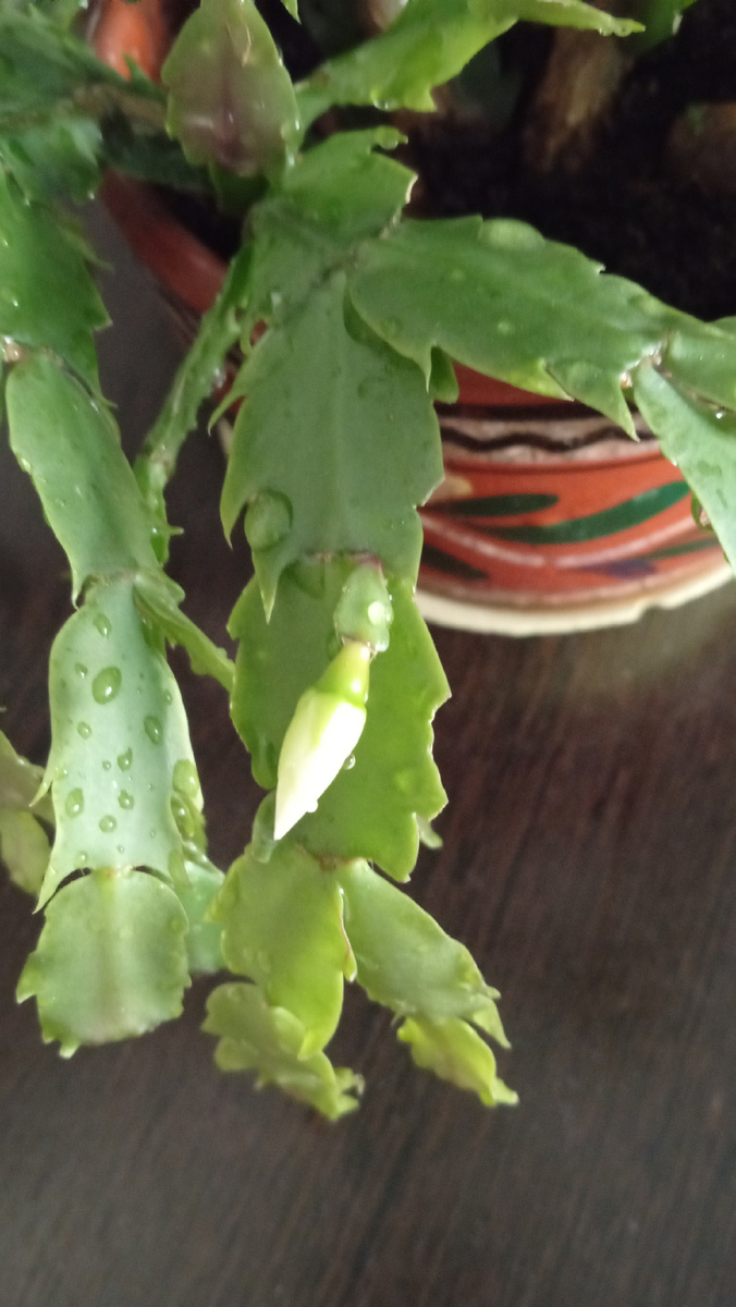 Декабрист 20 марта 2026 года.