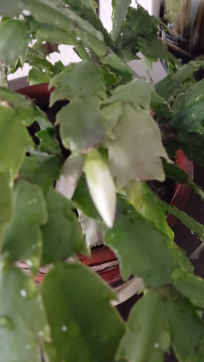 Декабрист. Фото автора.