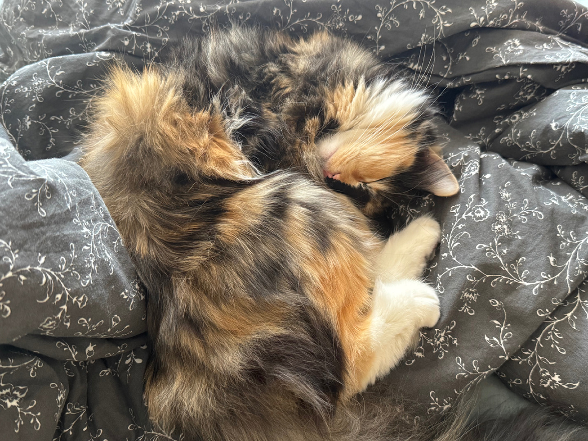 Пушистый клубочек