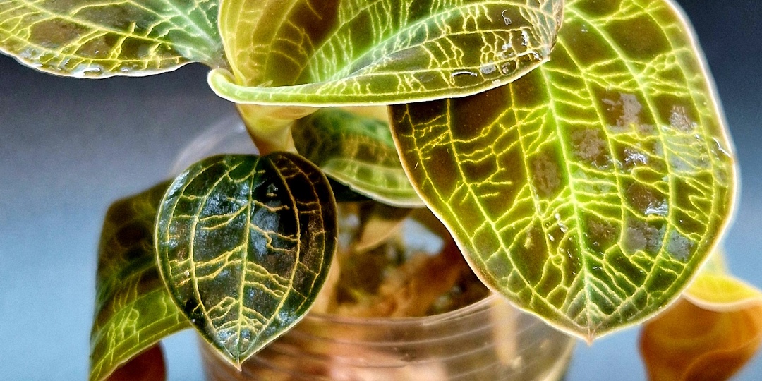 МАКОДЕС (Macodes Petola). Драгоценная орхидея в домашних условиях.