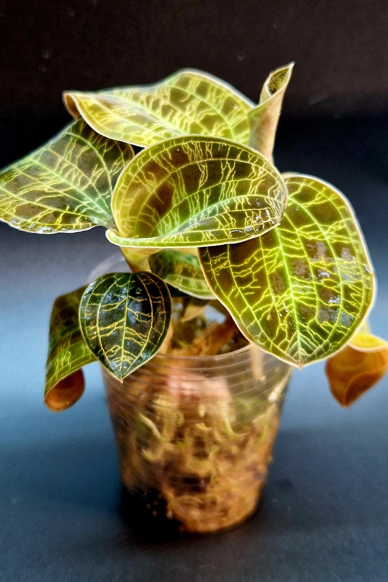 Фото Татьяны Семёновой. Драгоценная орхидея Макодес петола. Macodes Petola