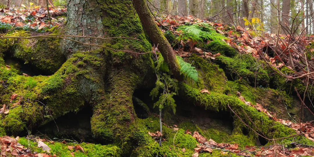 Невероятные приключения "Кошатины"