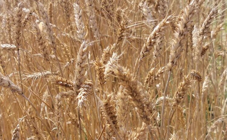    Фото: Лукьянов Дмитрий, AgroXXI.ru