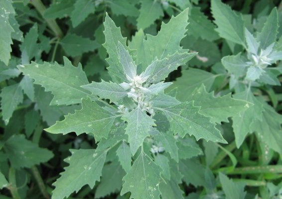 «Королева овощей» — забытая история лебеды