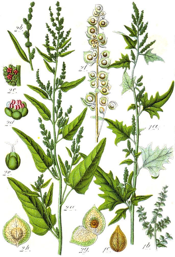 Слева Лебеда садовая, справа Лебеда стреловидная