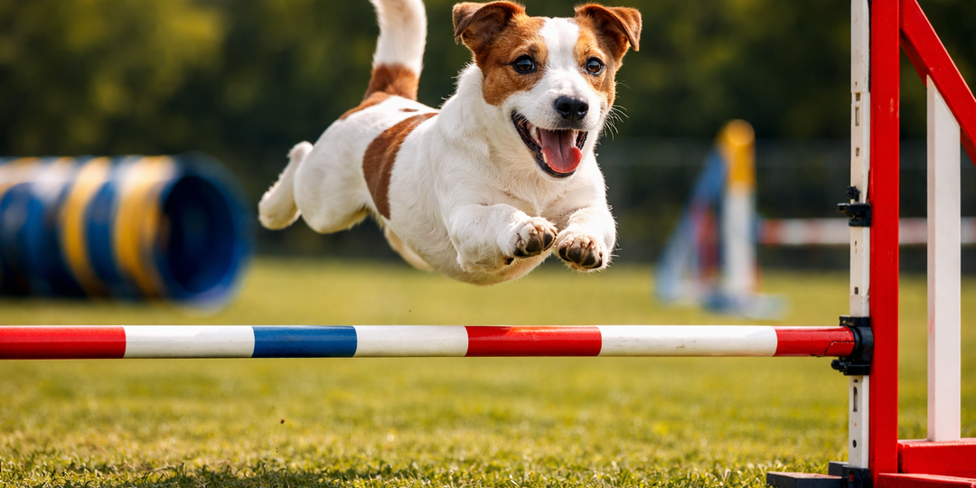 Джек-рассел-терьер: мифы и реальность маленькой собачки с моторчиком