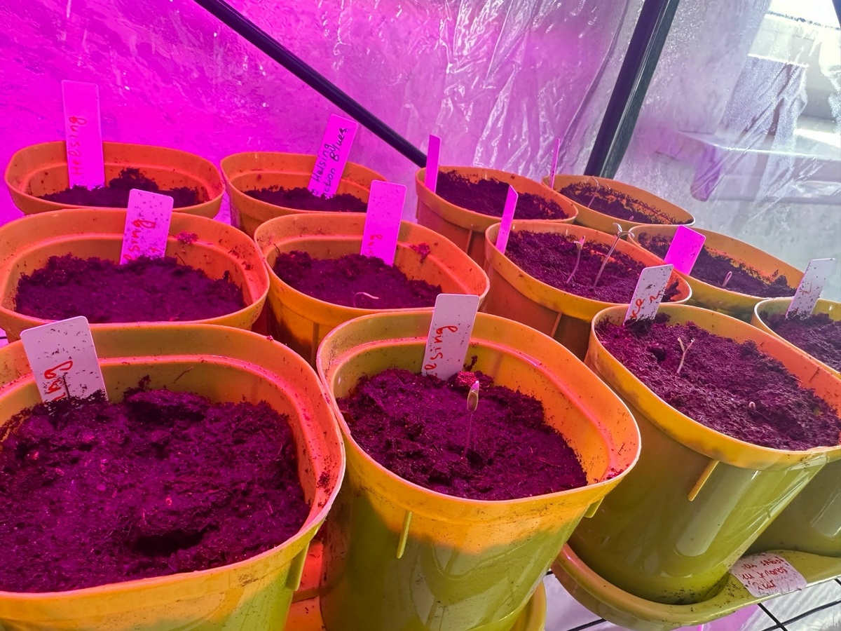 Только проклюнулись томаты