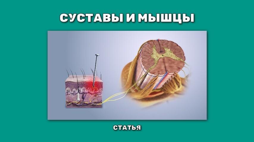 Как понять болят суставы или мышцы