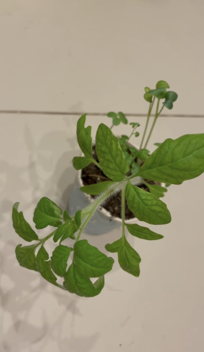 Образец #1 - на вылет. В стакан с уже взошедшим сеянцем томата посажена горчица белая без бобовых. Растение показало первые признаки хлороза. Для него эксперимент закончен. Томаты с бобовыми и горчицей продолжают расти