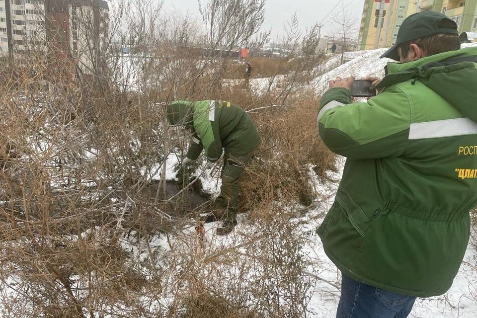    фото: Нижне-Волжское Управление Росприроднадзора