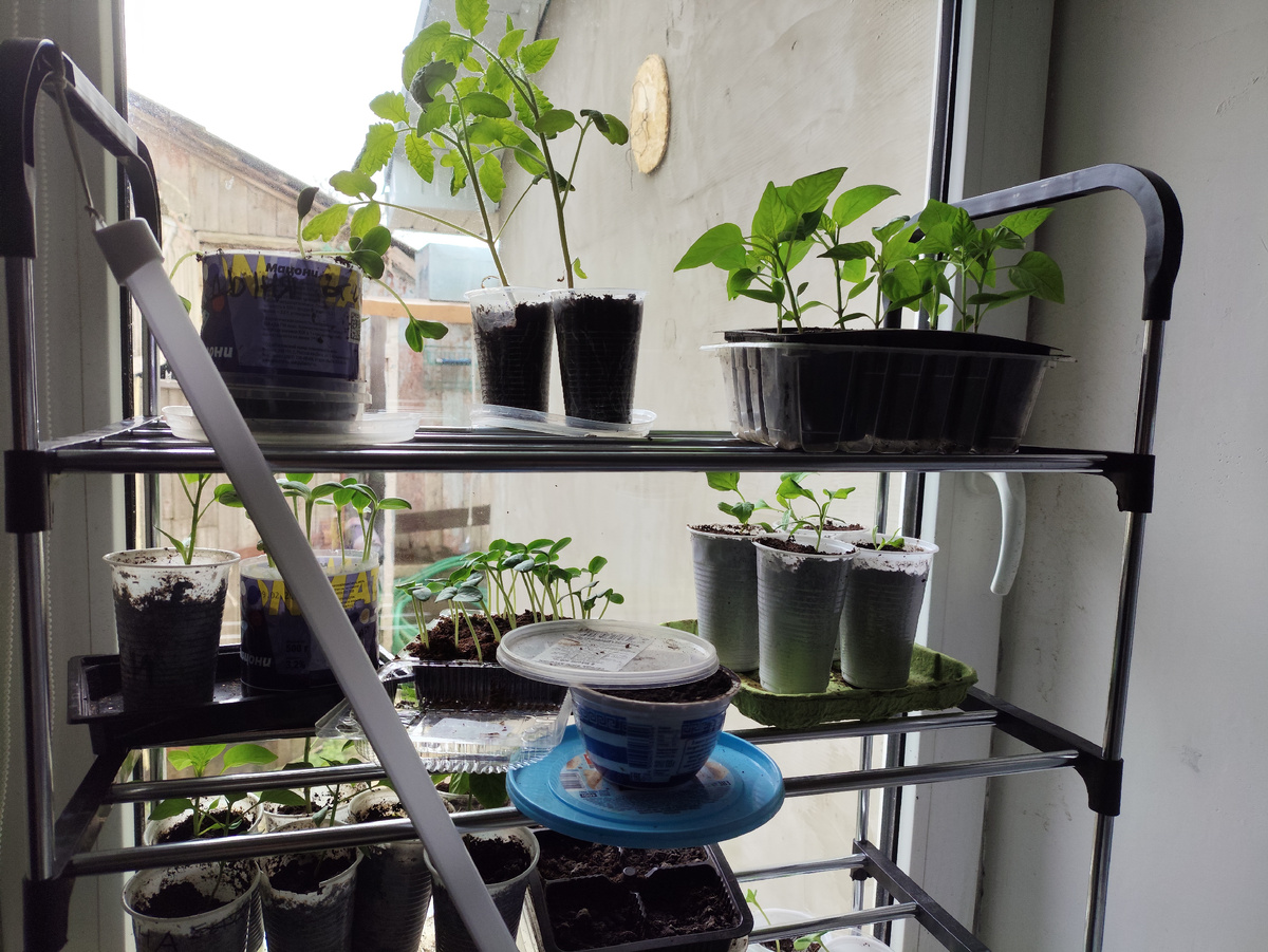 Белые стаканы на зеленой подложке - это они, родимые.