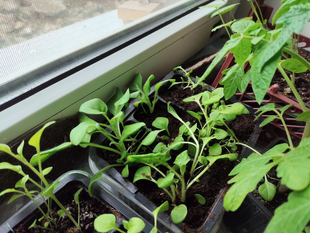 А это освободившиеся от соседей петунии