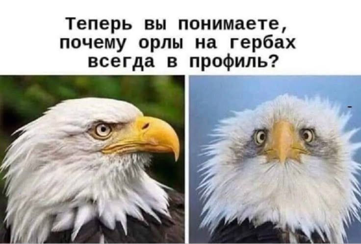 #экологишутят