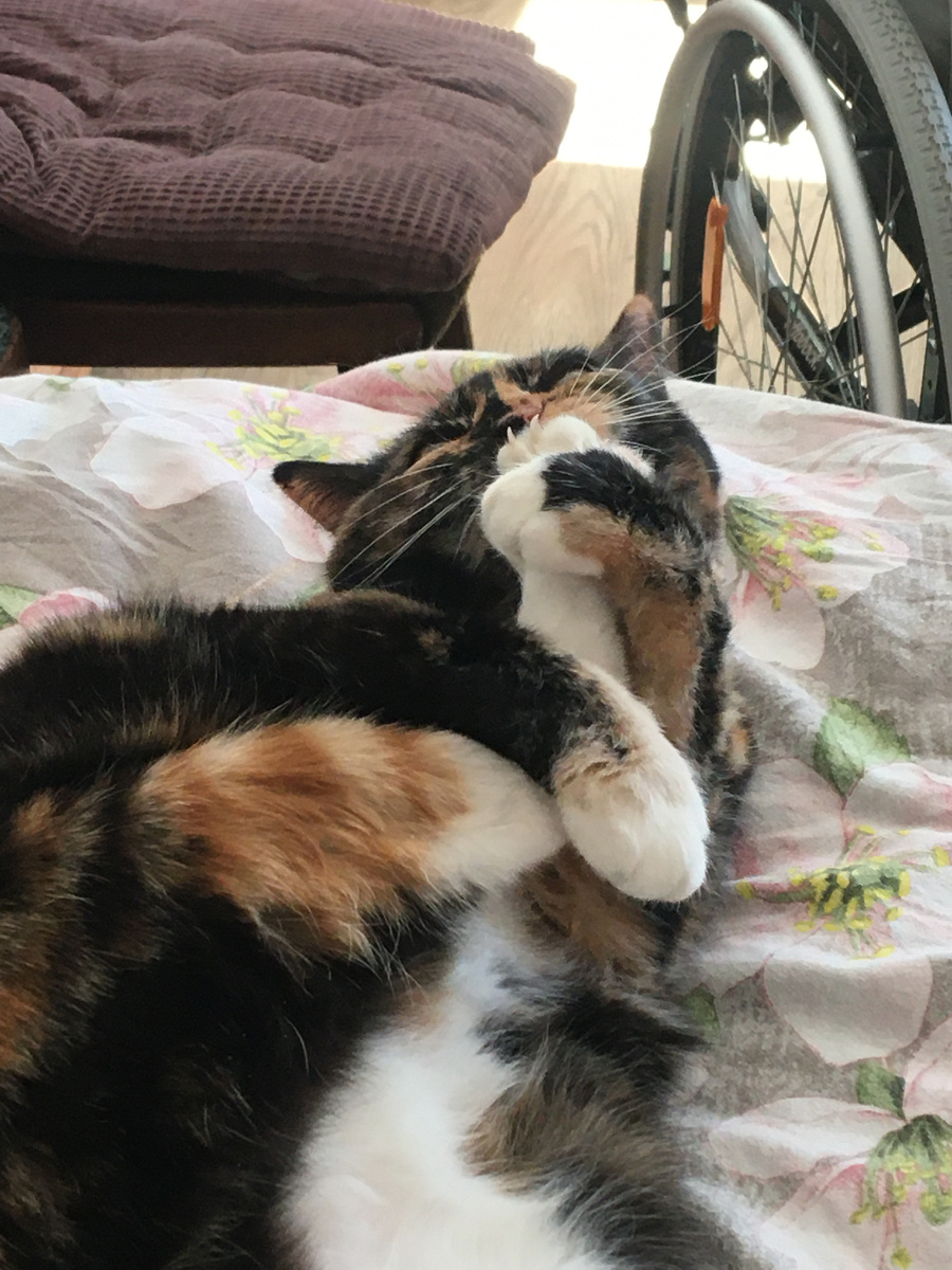 Вот так заднюю лапу вылизывает. Смешно! Фото автора