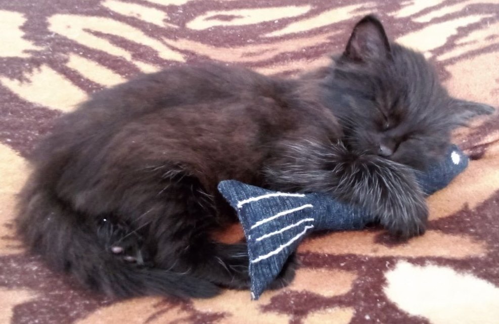 Первый кадр, который я запомнила навсегда: чёрный комочек обнимает чёрную рыбку.