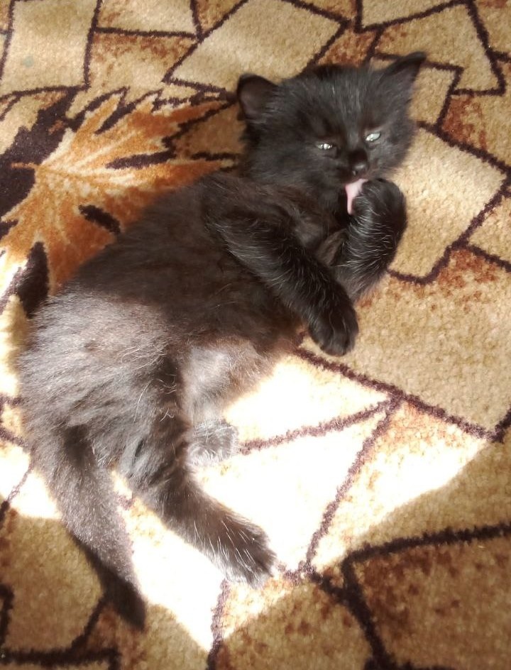 Он ещё жил у подруги, но мы уже знали: это наш кот. И смотрели на его фото с замиранием сердца.