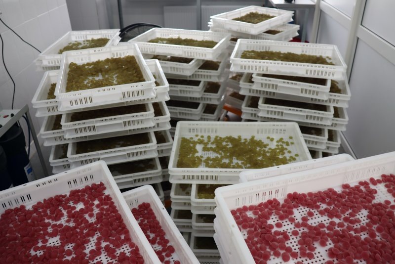     © фото - администрация Курской области