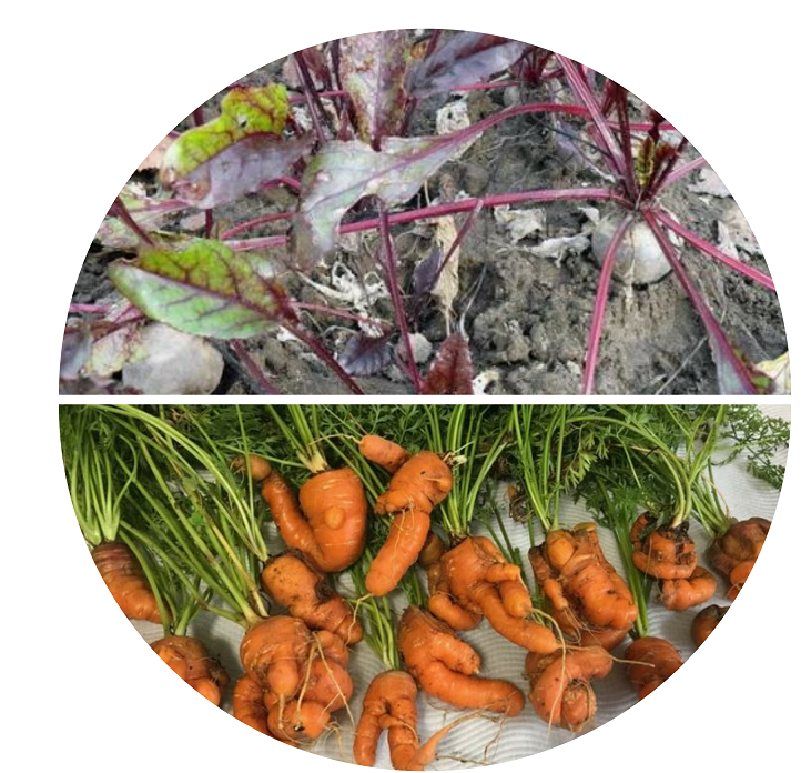 На кислой почве овощи вырастут хилые и невкусные. 