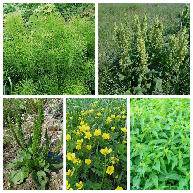 Если на участке растёт хвощ полевой, консуий щавель, подорожник, лютик ползучий, крапива, значит земля кислая. 