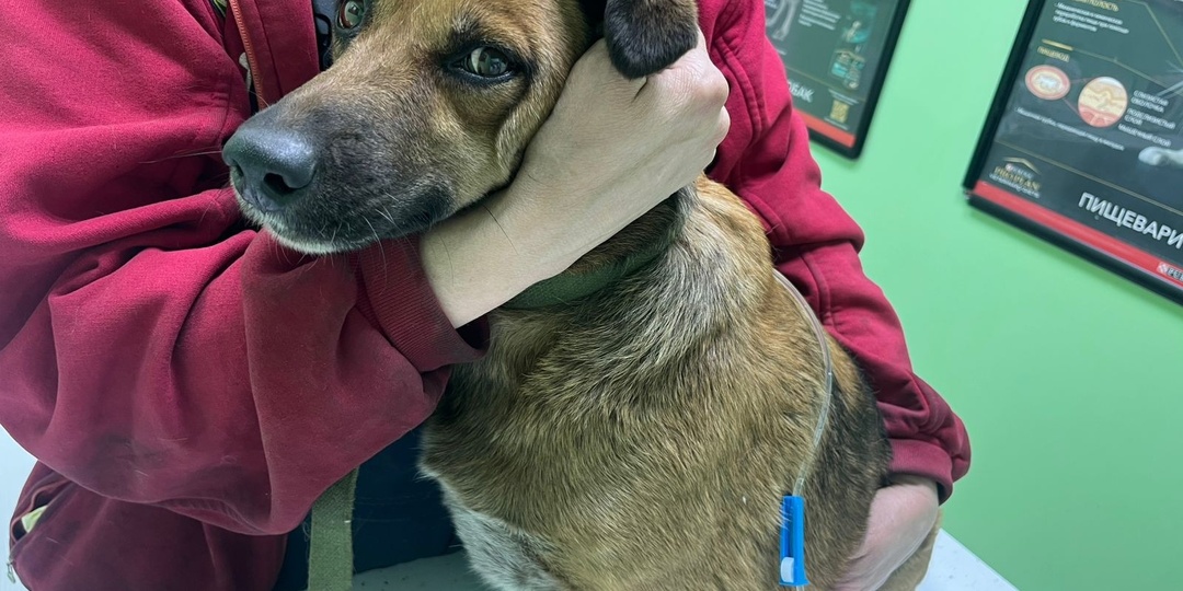 История одной заводской красавицы 🐕💛 Просьба о помощи! 🙏