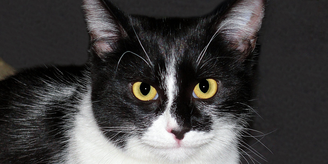 Как ведут себя коты и кошки, когда их хозяева уходят из дома