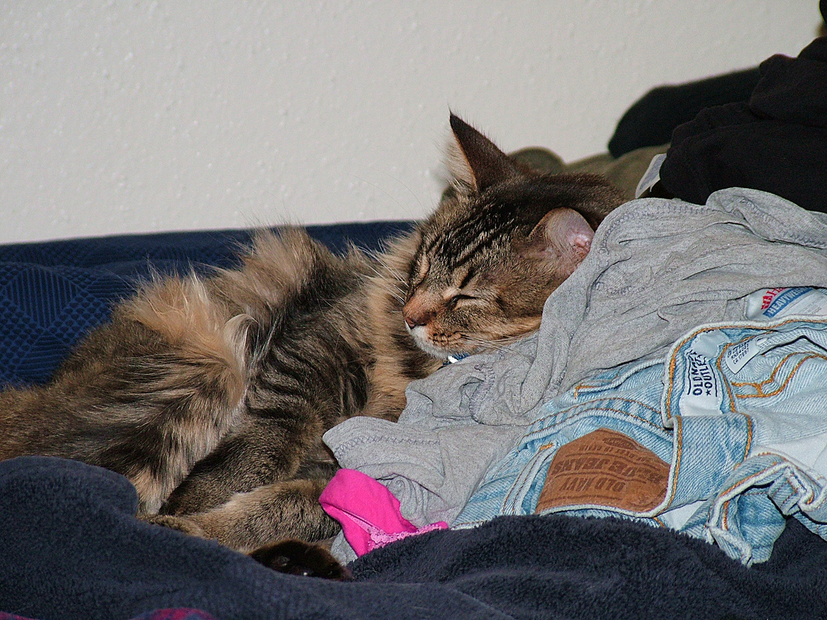 David Kowis, CC BY-SA 2.0