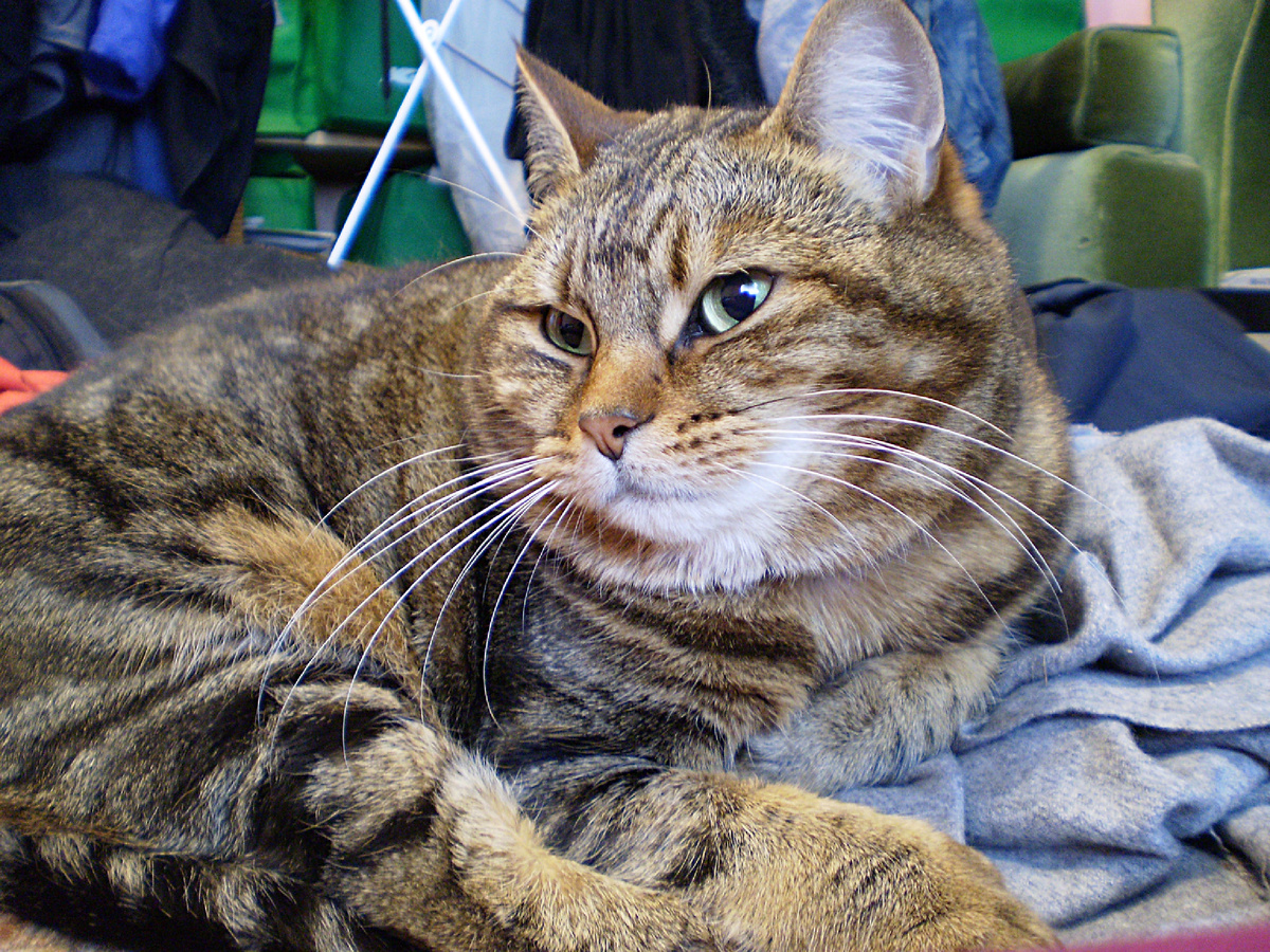 Paul Harrison, CC BY 2.0