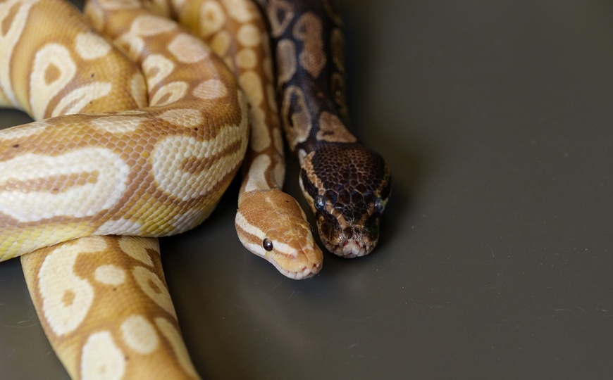 Patrick Campbell/CU Boulder | Пресс-релиз (https://www.eurekalert.org/multimedia/1120258)