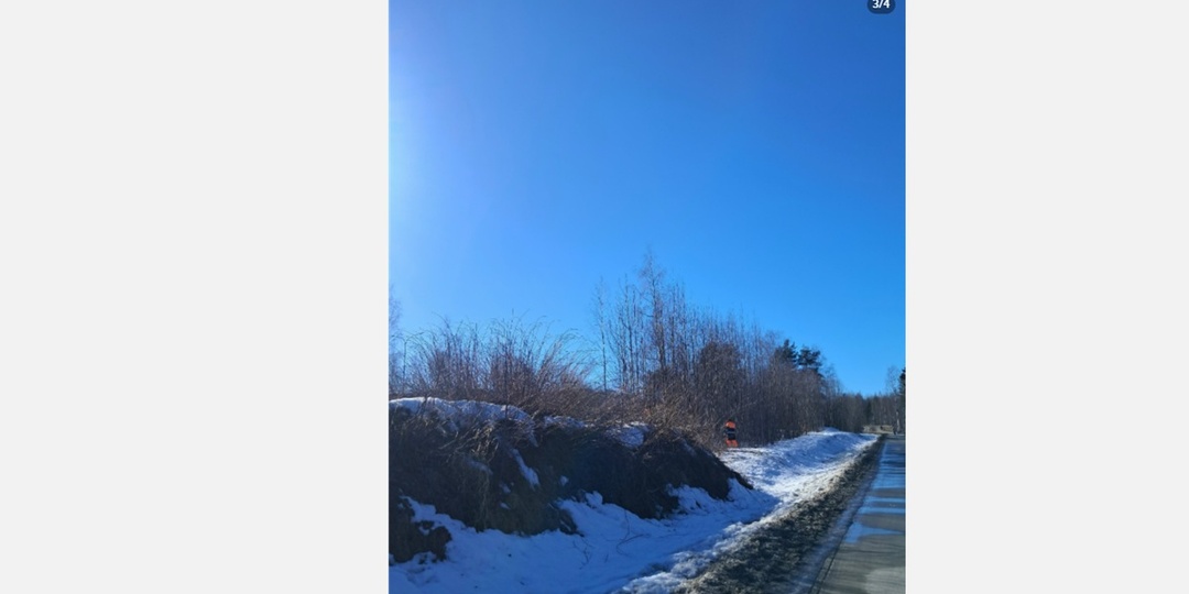 Петрозаводчан встревожила рубка деревьев на Древлянке