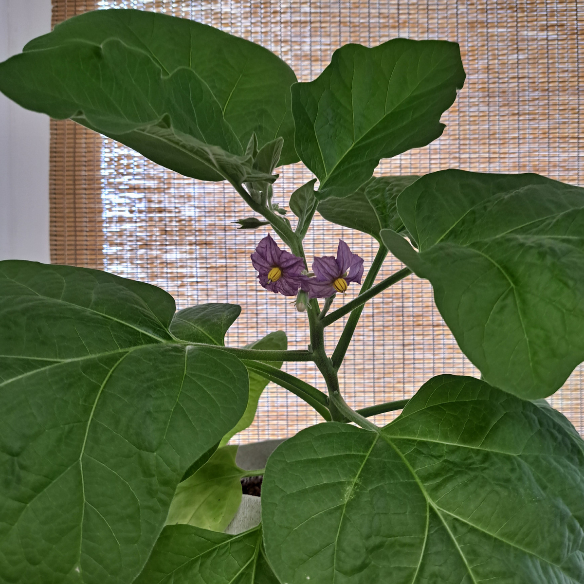 Баклажан Ча-Ча-Ча F1 на подоконнике