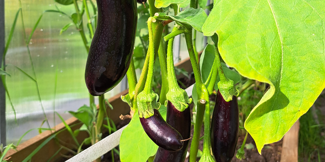 Решила не сажать баклажаны. Рассказываю почему.