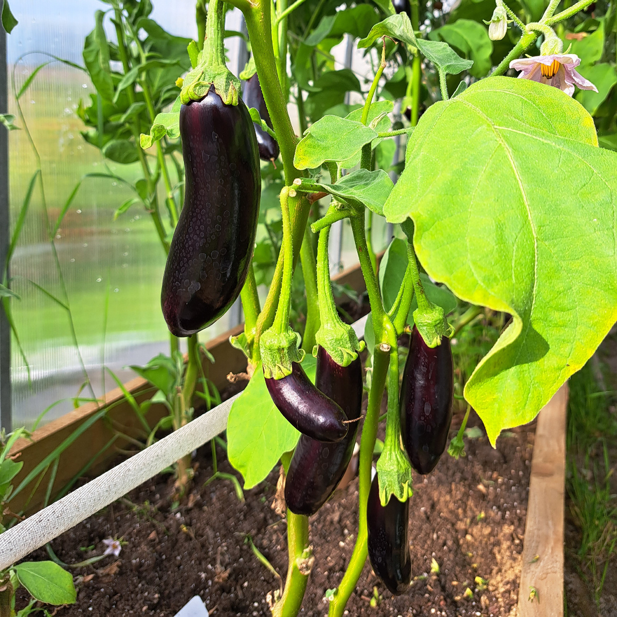 Баклажан Касатка