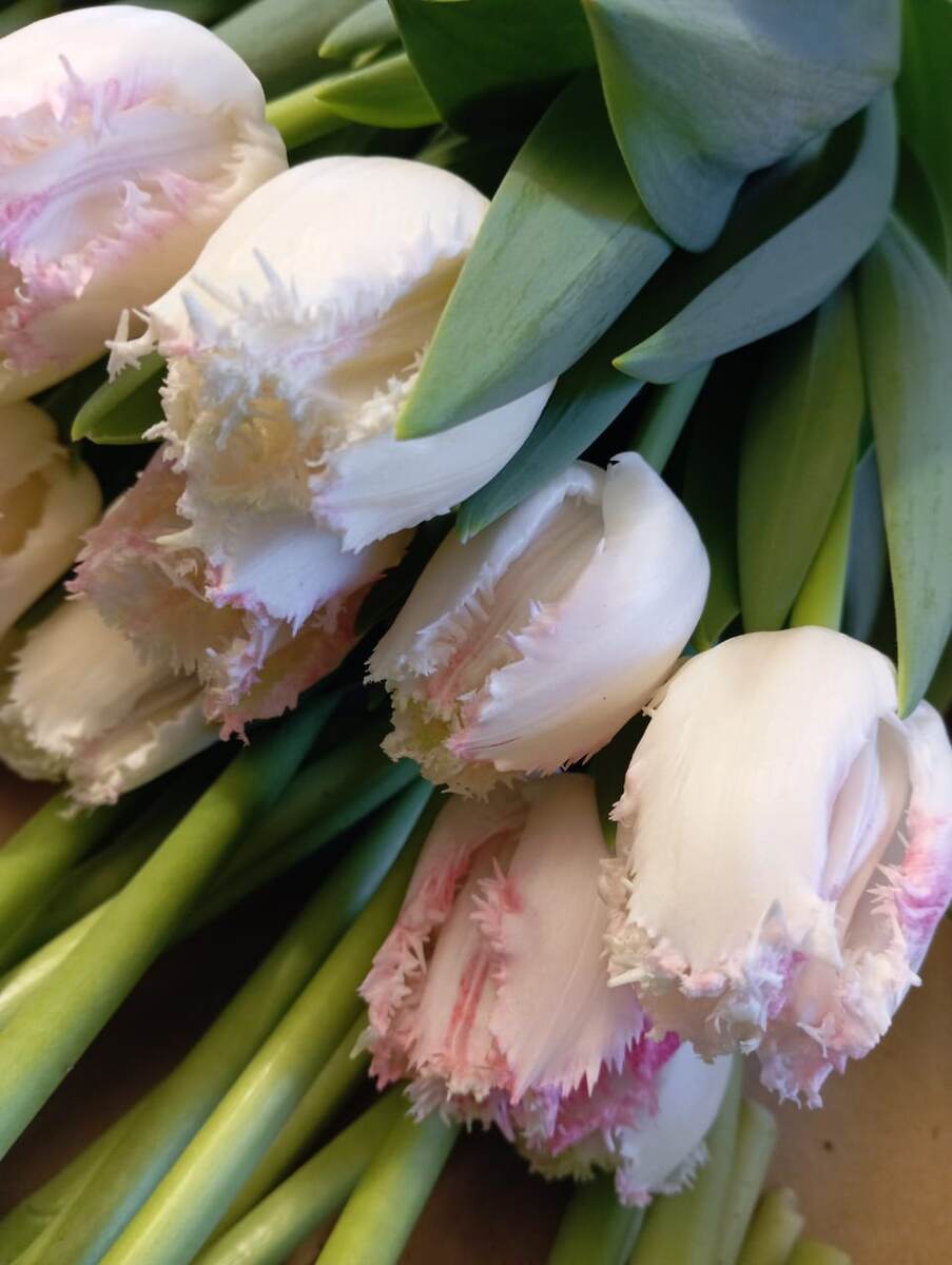 Сорт Неглиже. 