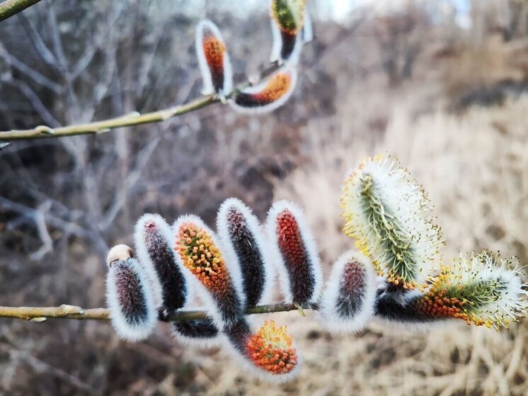   МК в Бурятии