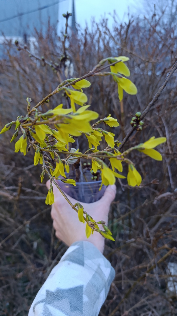 Так цветёт срезанная форзиция в отличие от куста в моём саду