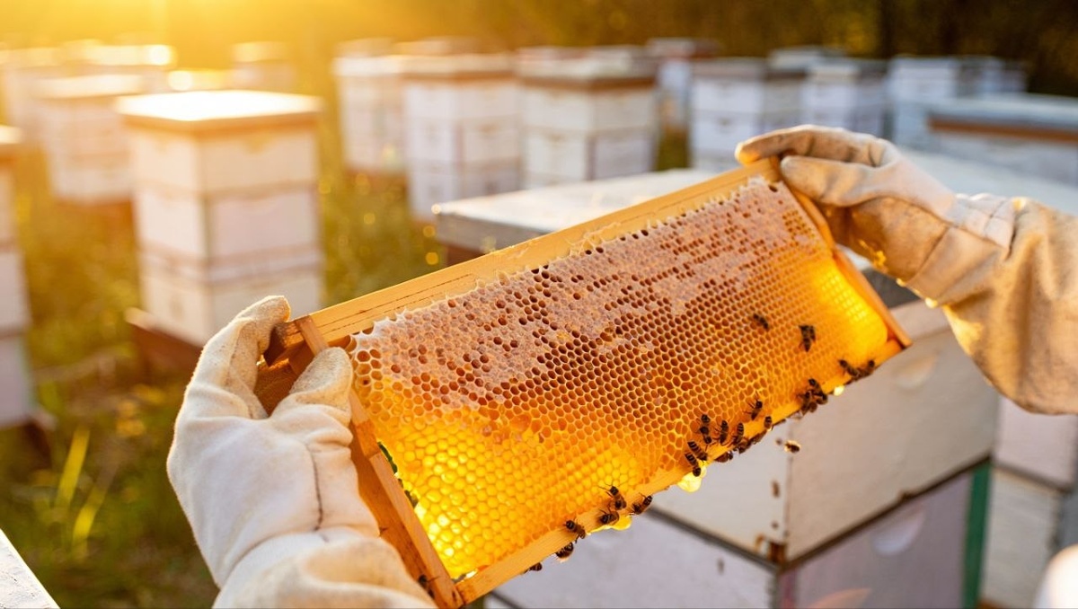 Фото: нейросеть Reve