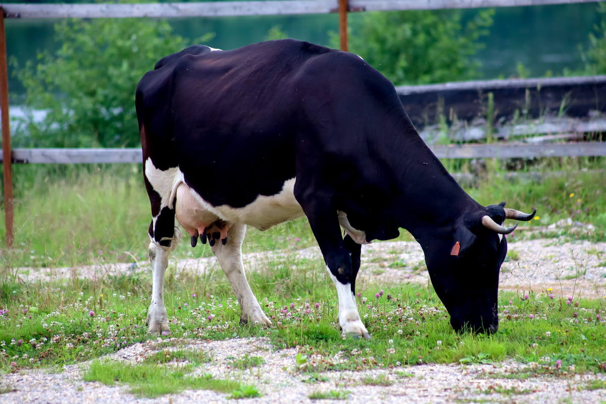 Инфекцию выявили в ЛПХ, изъятие животных не планируется.  Фото: ФедералПресс / Елена Майорова