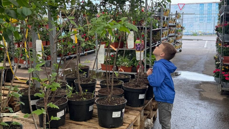 Весенняя посадка плодовых деревьев и кустарников: как не упустить правильный момент