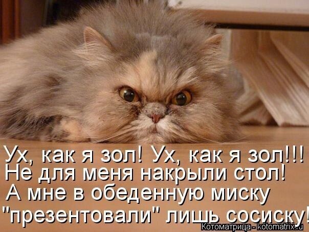 Котомемы для отличного настроения