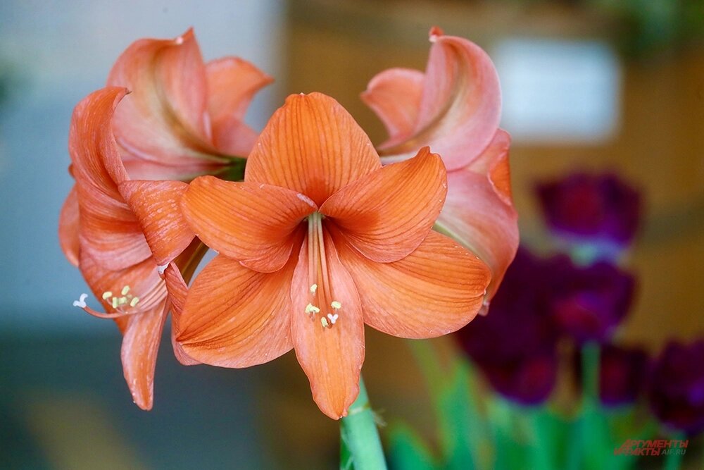    Оранжерейный комплекс в Царицыно. Фото: АиФ/ Игорь Харитонов